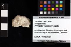 Foto (Objket + Etiketten) von Decapoda indet. 